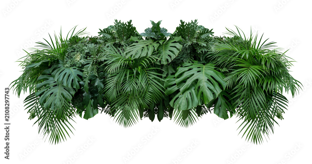 Obraz premium Plant leaves Green nature Tropical forest isolated on transparent background - png