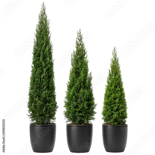 Three conical evergreen trees in black planters with varying heights during daylight isolated on transparent background