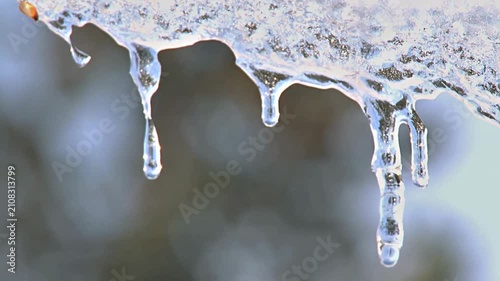 Close up of icicles melting on a branch in winter.