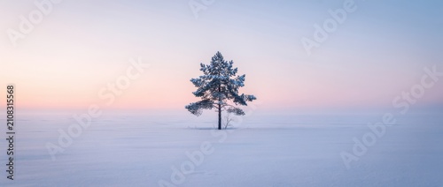 Serene Winter Landscape with Isolated Snow-Covered Tree at Dusk Under Gradients of Soft Pastel Colors in Calm Atmospheric Conditions