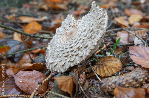 Canvas Print Large Scaly Parasol Mushroom Growing Among Fallen Autumn Leaves