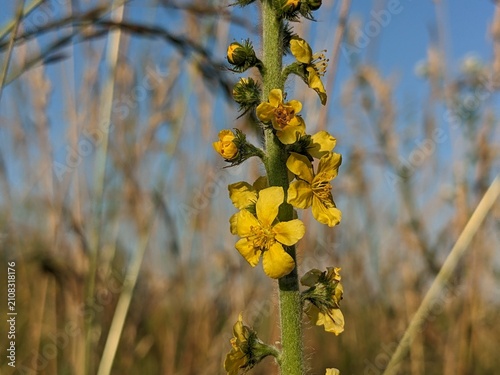A detailed macro shot of a tall stem with bright yellow mullein flowers blooming against a soft blurred meadow background