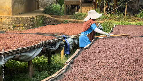Wide shot of a woman farmer using a wooden rake to turn and spread raw, unroasted coffee beans and heap-dried seed under the sun on an Arabica eco farm plant, ensuring even drying: agriculture.