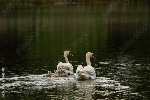 swans