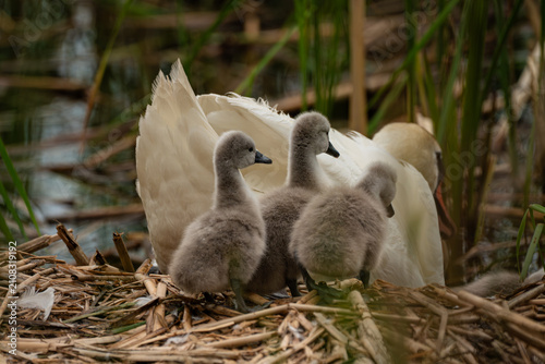 swans