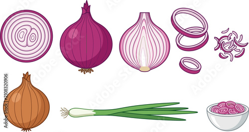Bild auf Leinwand Fresh onion vegetable collection featuring whole red and yellow onions half longitudinal cut cross section rings chopped slices and green scallion isolated vector illustration