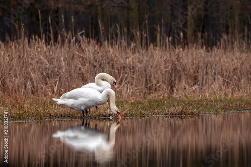 swans
