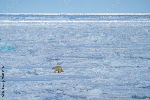Quadro su tela Polar bear (Ursus maritimus) in the distance, walking on the sea ice, north of S