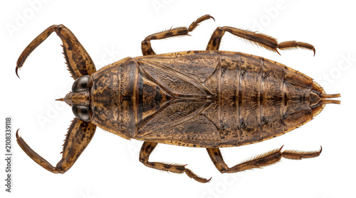 Giant water bug isolated on white background, macro photography of lethocerus americanus toe biter, brown aquatic insect with predatory raptorial legs
