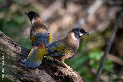 фотографія Black-faced Laughingthrush (Pterorhinus affinis) in Nam Cang, Lao Cai Province, Vietnam