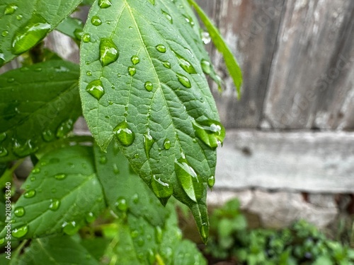 Close-up photo features fresh raindrops on green leaves after rain, with a rustic wooden background