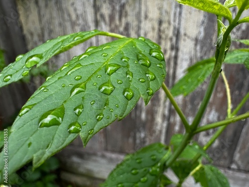 Close-up photo features fresh raindrops on green leaves after rain, with a rustic wooden background