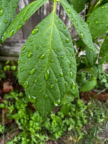 Close-up photo features fresh raindrops on green leaves after rain, with a rustic wooden background