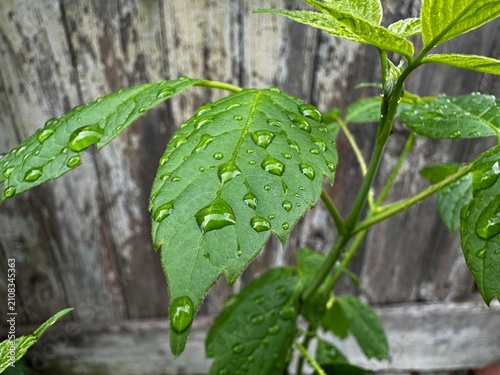 Close-up photo features fresh raindrops on green leaves after rain, with a rustic wooden background