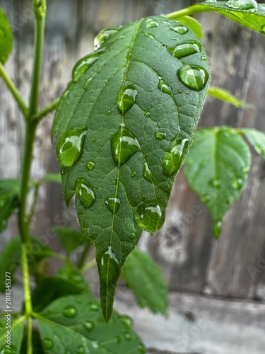 Close-up photo features fresh raindrops on green leaves after rain, with a rustic wooden background
