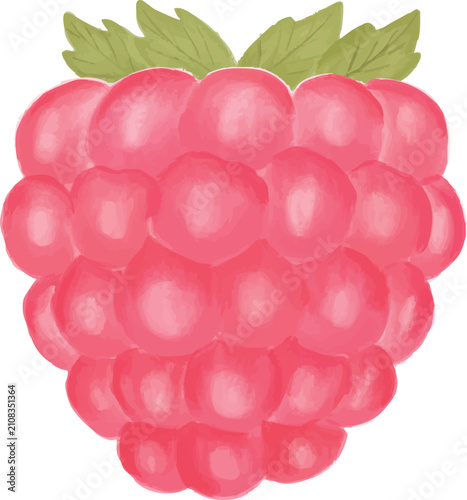 raspberry gouache pink soft colorful hand painted harvest fruit illustration