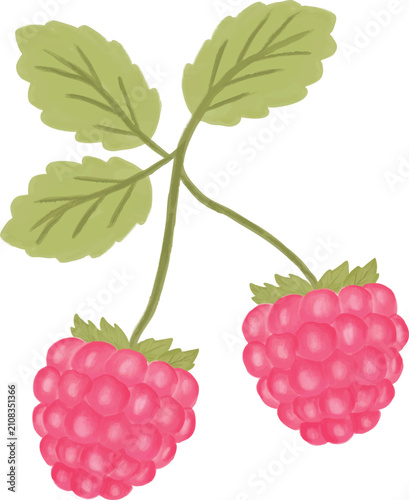gouache raspberry fresh fruit with leaves and branch decoration healthy food drawing
