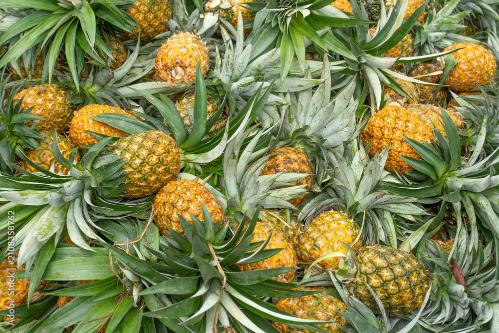 Obraz premium Fresh ripe pineapples stacked together in a pile