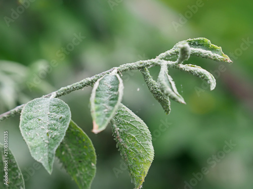 фотографія Green aphids infesting a plum tree branch, common insect pest on fruit trees