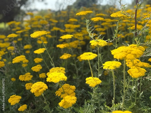 A field of bright yellow fernleaf yarrow flowers blooms vibrantly in full sunlight. The low-angle perspective highlights the flat-topped flower heads against a soft, green background.