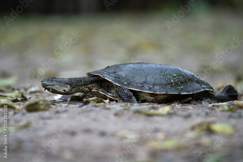 Canvastavla tortuga de laguna