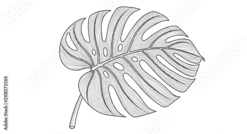 Detailed monstera leaf illustration with linear texture