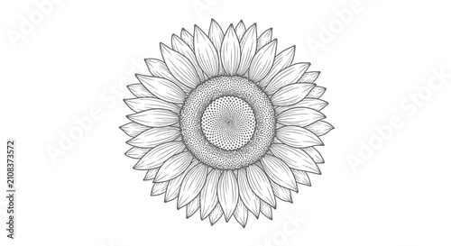 Detailed line drawing of a sunflower head with intricate petal and seed detail
