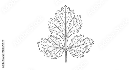 Detailed outline drawing of a single herb leaf on white background