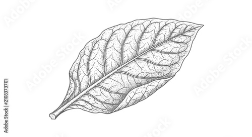 Detailed single leaf illustration with veins on white background