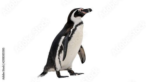Photography Wild aquatic penguin standing on white surface profile view isolated on transpar