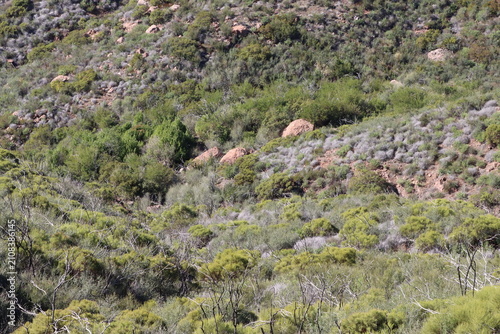 Bild auf Leinwand Red Shanks Chaparral is a threatened irresistible plant community denoted by prominence of native Adenostoma Sparsifolium, which finds refuge in the Santa Monica Mountains