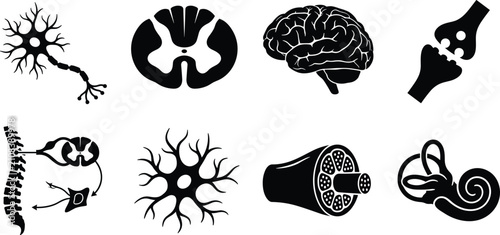 Tableau sur toile Nervous System Anatomy Silhouette Icon Set with Brain Neurons Spine and Neural S