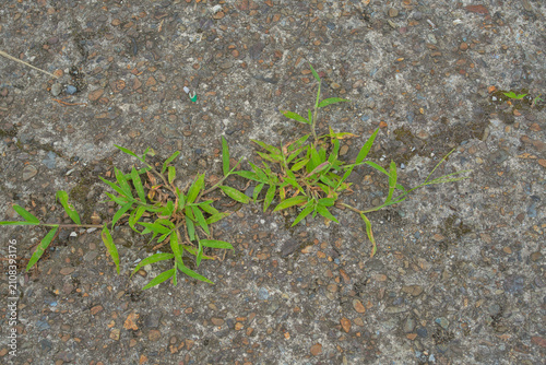 アスファルトの隙間に生える生命力ある雑草