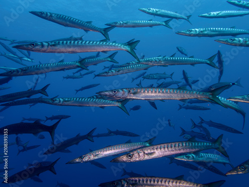 barracudas 