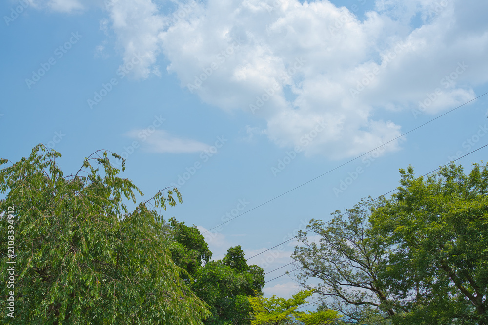 Fototapeta premium 木々と電線が交差する青空の景色