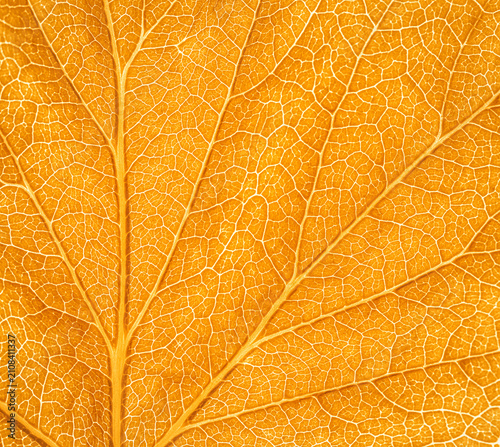 Macro shot of yellow autumn leaf texture on bright background.