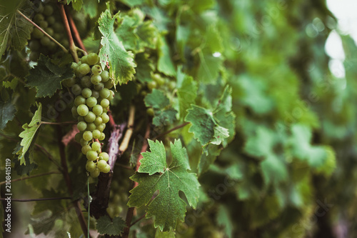 Quadro su tela Close-up of green unripe grapes hanging on a grapevine in a vineyard