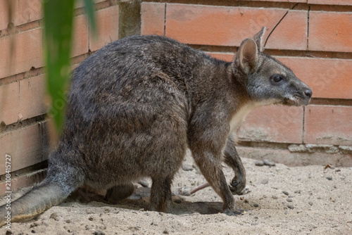 Bild auf Leinwand Swamp wallaby walking across sand in enclosure