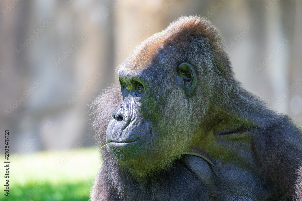 Fototapeta premium Gorilla observing surroundings thoughtfully in profile