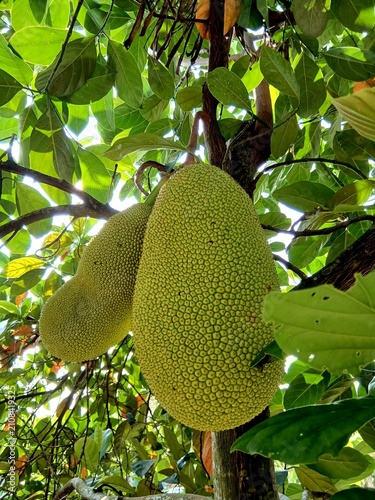 Konstfotografi A close-up shot of two large, bumpy-textured green jackfruits hanging directly from the branch of a tree, surrounded by lush green foliage under natural sunlight in a tropical orchard