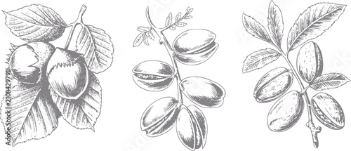 Fotografie Botánica vintage de avellanas, pistachos y almendras