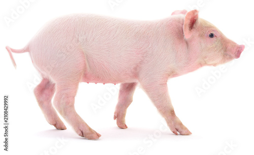 Small pink piglet walking isolated on white background