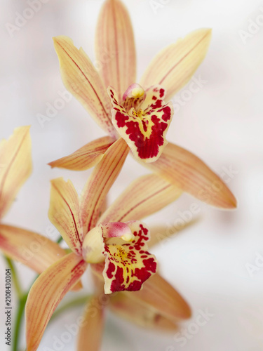 orchid on white background