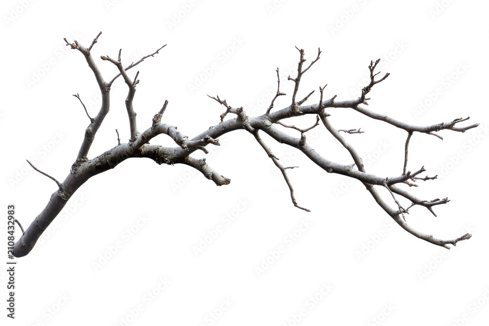 Fototapeta premium Detailed White Branching Structure Isolated on Black Background branches, Isolated on Transparent Background