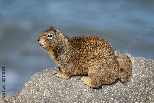 California Ground Squirrel, Otospermophilus beecheyi, adult on the Californian coastline