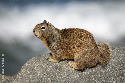 California Ground Squirrel, Otospermophilus beecheyi, adult on the Californian coastline