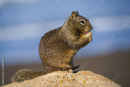 California Ground Squirrel, Otospermophilus beecheyi, adult on the Californian coastline