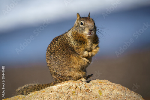 California Ground Squirrel, Otospermophilus beecheyi, adult on the Californian coastline