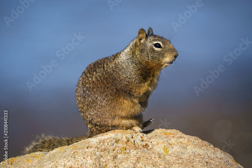 California Ground Squirrel, Otospermophilus beecheyi, adult on the Californian coastline