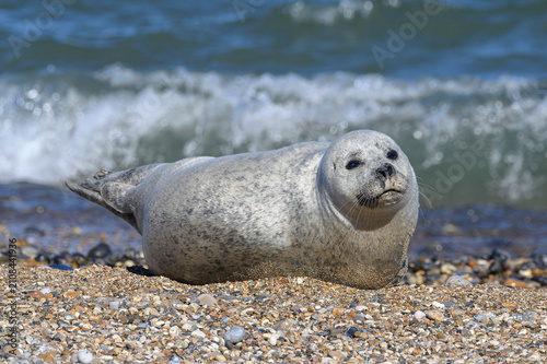 Harbour Seal, Common Seal, Phoca vitulina, adult male resting